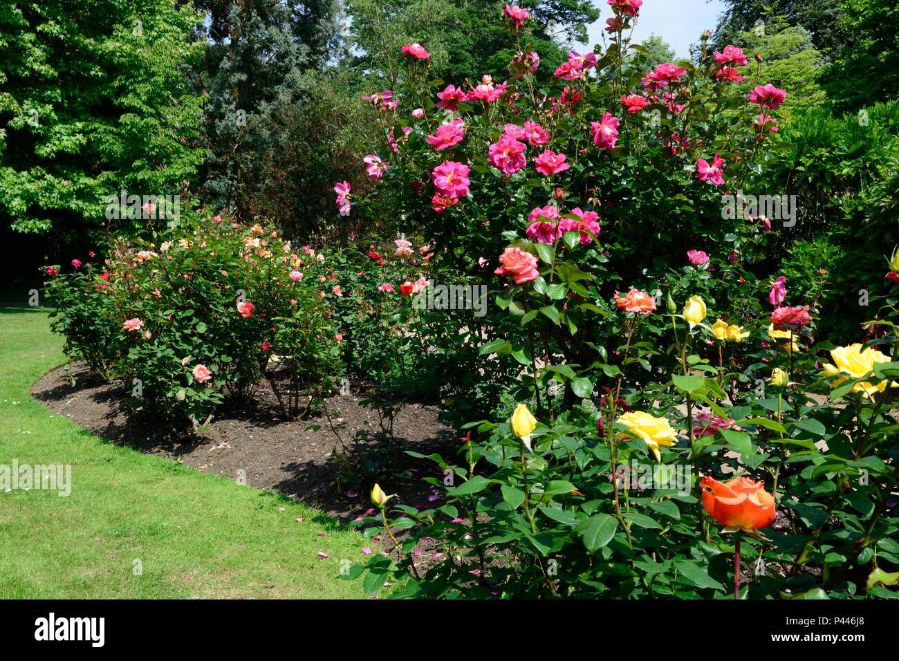 Giardino delle Rose parco Singleton Mumbles Swansea Regno Unito Foto Stock