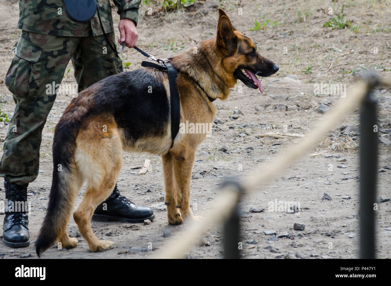 Un esercito polacco bomba-sniffing Shepard tedesca è pronta per il servizio durante la visita del presidente della Polonia in Chelmno, Polonia, 13 giugno 2016. Presidente Andrzej Duda visitato Chelmno per guardare una dimostrazione militare e offrire un discorso su esercizio Anakonda 2016. Il polacco-led esercizio è un collettivo sforzo di formazione per rafforzare l'interoperabilità e rafforzare i legami tra le nazioni alleate e partner, collettivo per garantire la pace e la sicurezza nella regione. Foto Stock
