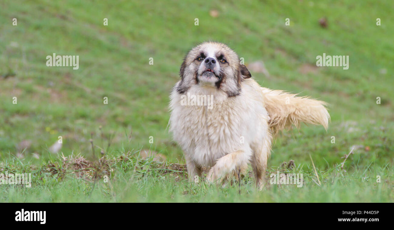 Happy dog correndo all'aperto su una soleggiata giornata estiva di erba verde Foto Stock