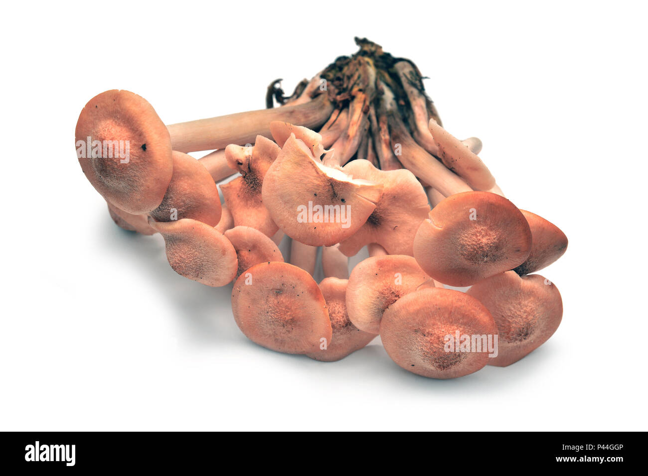 Armillaria tabescens funghi isolati su bianco Foto Stock
