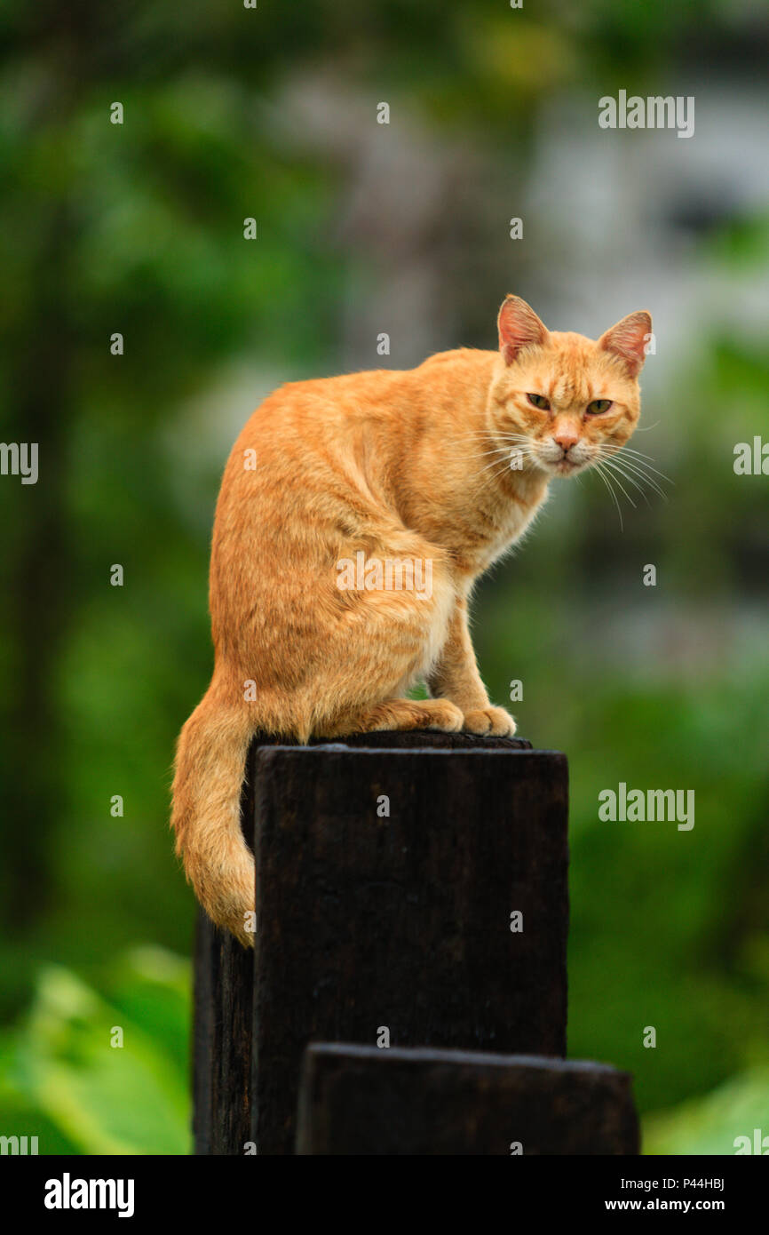 Gato sentado em cima de um poste de madera. HUALIEN, Taiwan - 09/08/2009. Foto: AndrÃ© M. Chang / Fotoarena Foto Stock