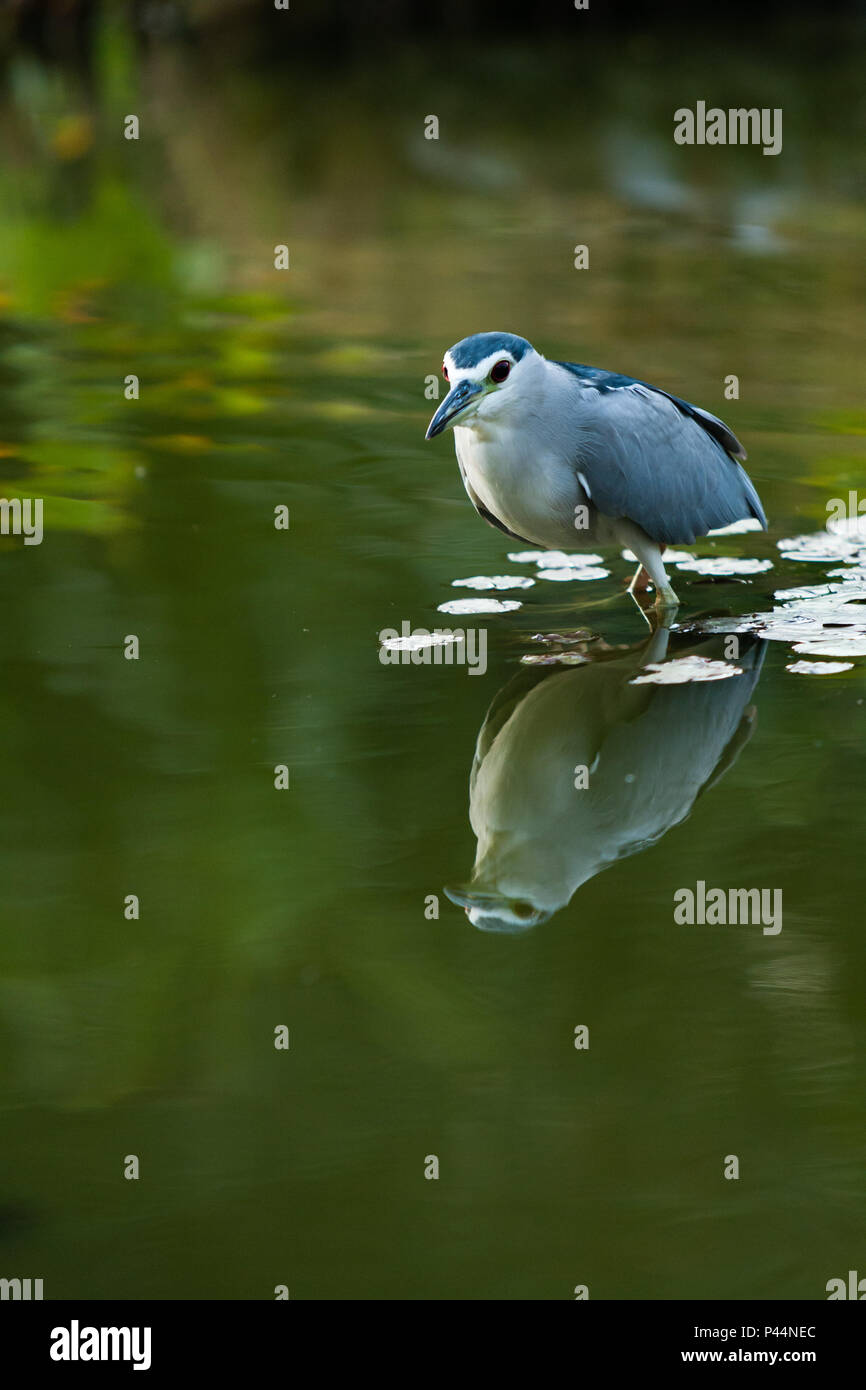 GarÃ§a-cinzenta, ave da espÃ©cie Nycticorax nycticorax em um lago. TAICHUNG, Taiwan - 07/12/2008. Foto: AndrÃ© M. Chang / Fotoarena Foto Stock