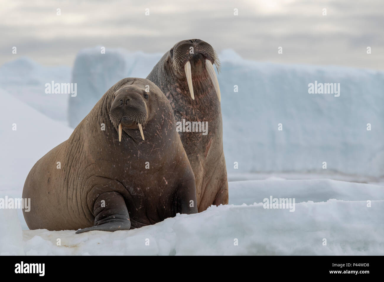 Norvegia Isole Svalbard, Nordaustlandet, Austfonna. Tricheco (Odobenus rosmarus) con ghiaccio Austfonna Cap in distanza. Foto Stock