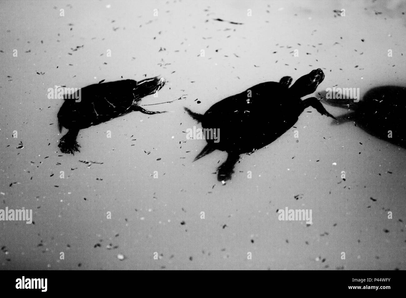 Tartarugas na FundaÃ§Ã£o Parque Zoologico de SÃ£o Paulo. SÃ£o Paulo / SP (Foto: CiÃ§un Neder / Fotoarena) Data: 07/09/2013 Foto Stock