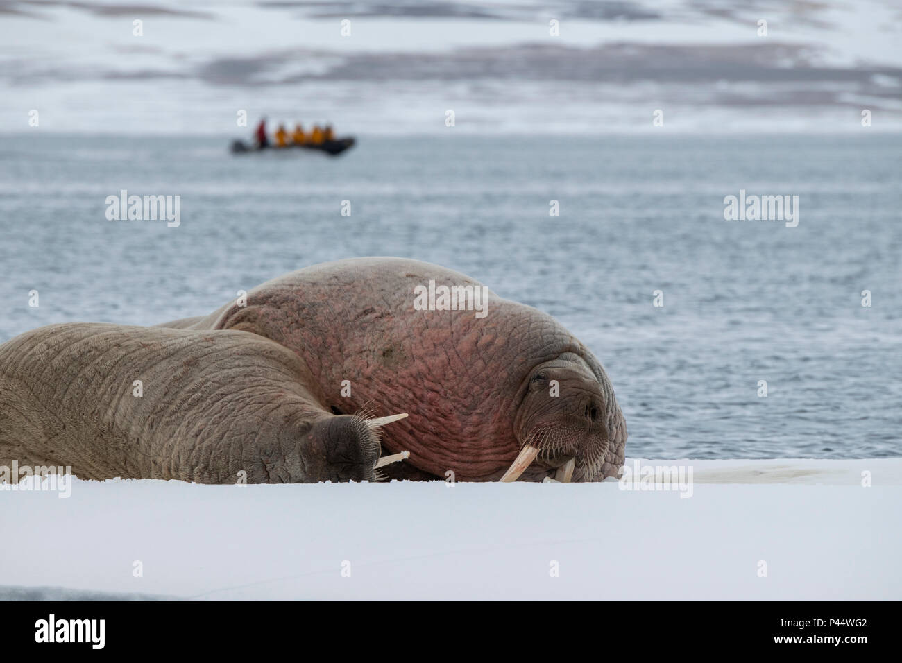 Norvegia Isole Svalbard, Nordaustlandet, Austfonna. Tricheco (Odobenus rosmarus) su ghiaccio. Viaggi avventura zodiaco in distanza. Foto Stock