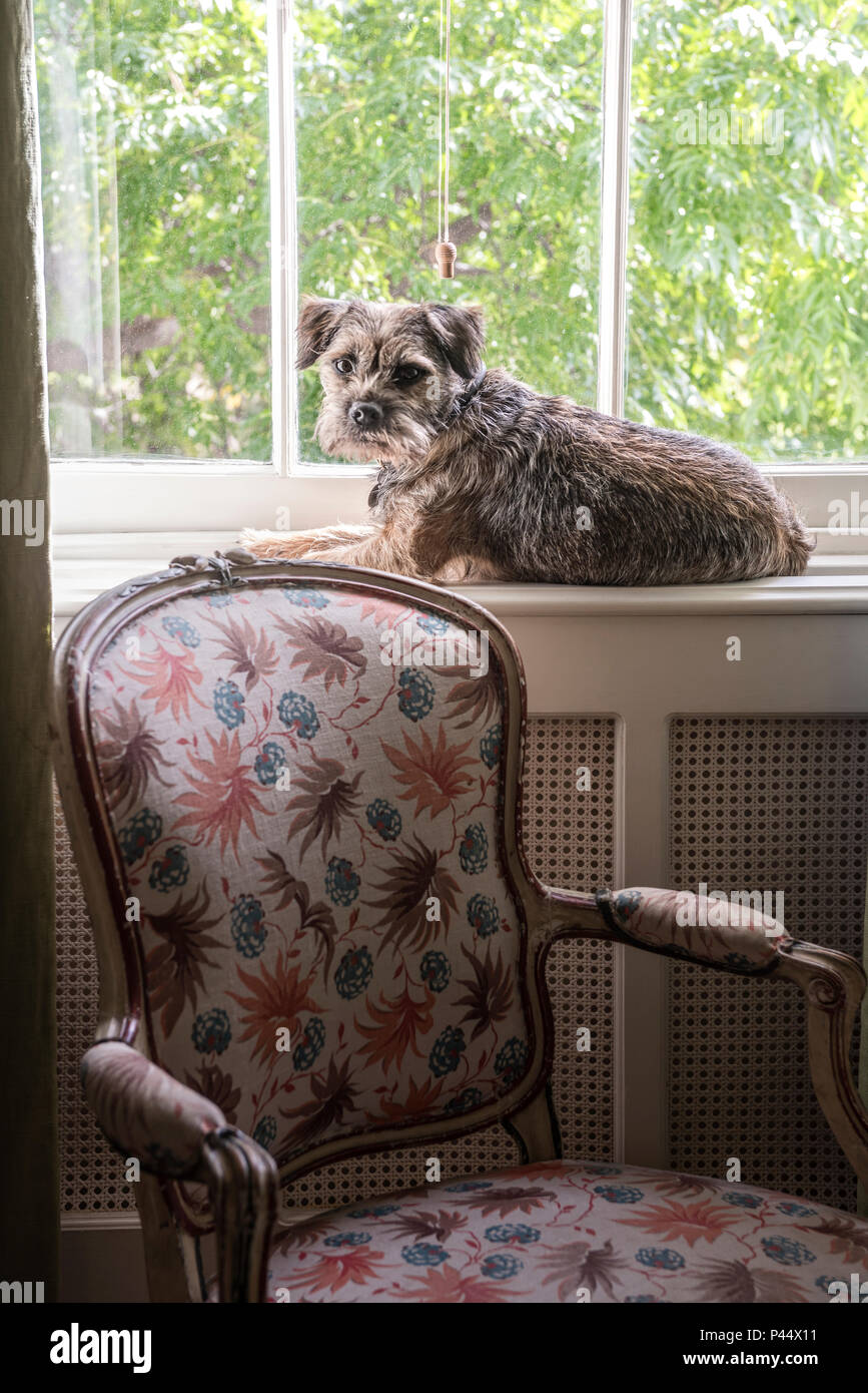 Border terrier si siede sul davanzale di Londra home Foto Stock