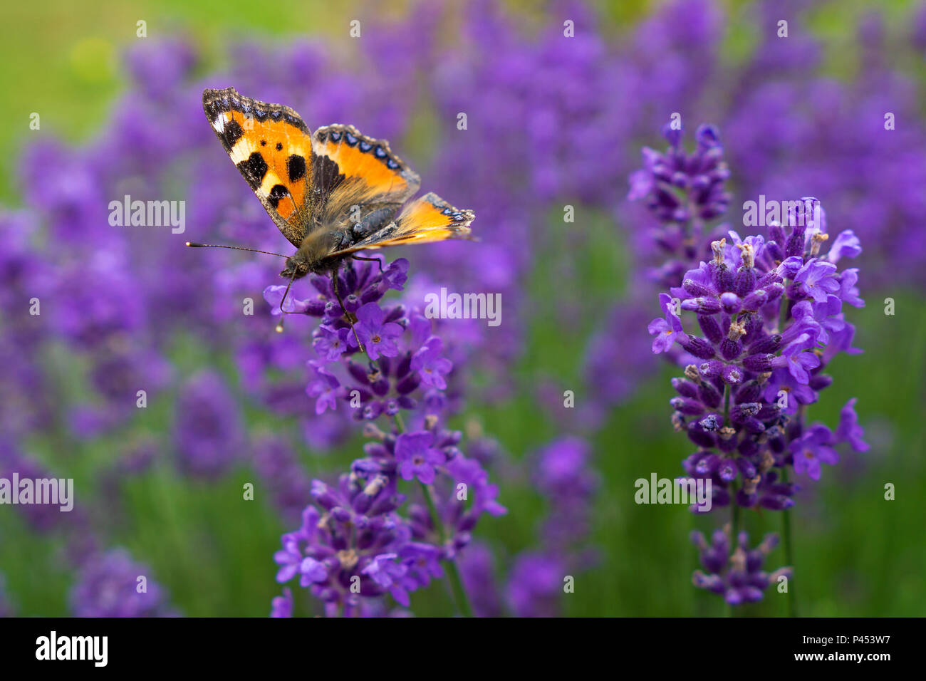 Piccola tartaruga Butterfly Foto Stock