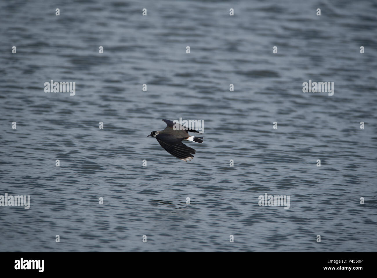 A Lapwings Pitsford Riserva Naturale Foto Stock