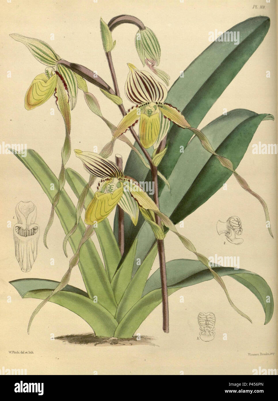 101 un secondo secolo di piante orchidacee (8360478253). Foto Stock