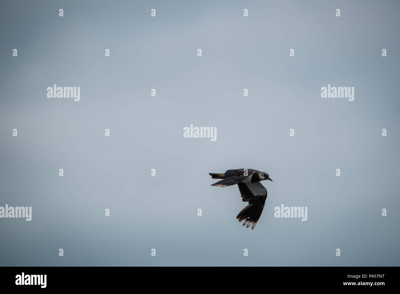 A Lapwings Pitsford Riserva Naturale Foto Stock