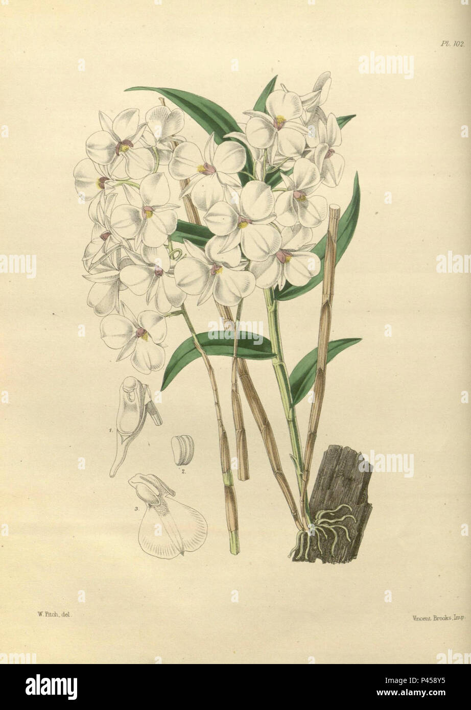 102 un secondo secolo di piante orchidacee (8360478625). Foto Stock