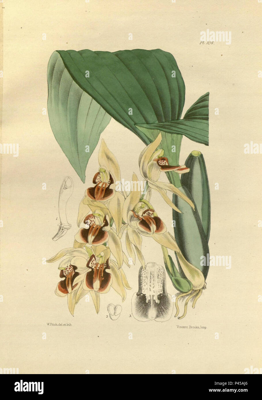 104 un secondo secolo di piante orchidacee (8360479545). Foto Stock