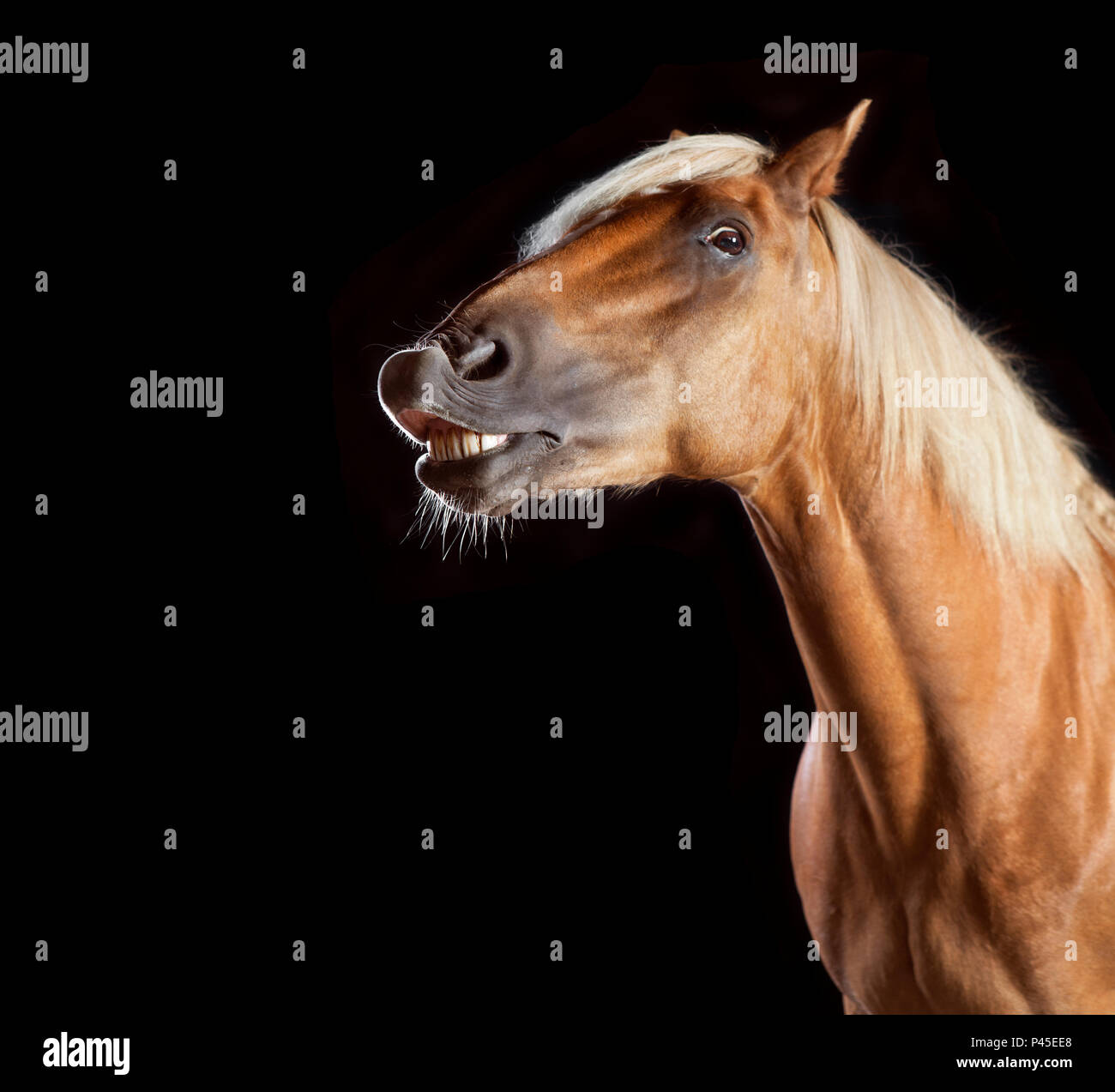 Un cavallo marrone davanti a sfondo nero in studio Foto Stock