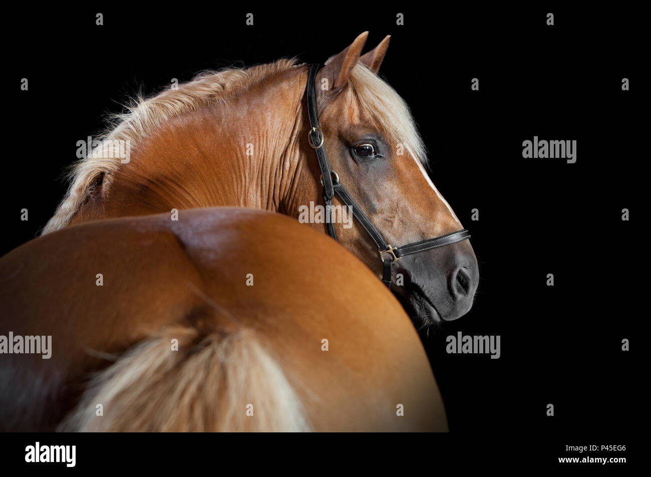 Un cavallo marrone davanti a sfondo nero in studio Foto Stock