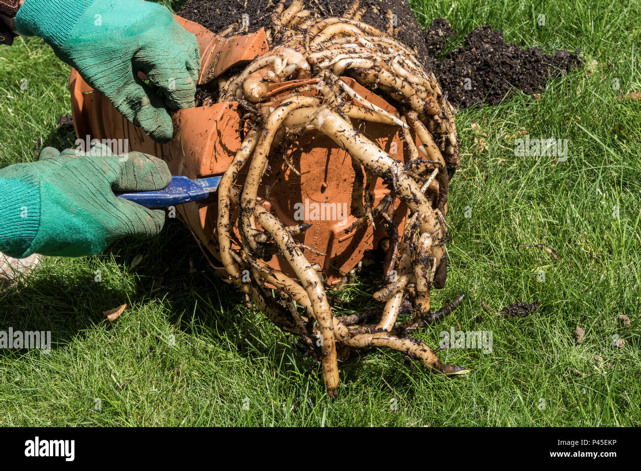 Il taglio di una pianta da vaso la ricoperta dalle radici della pianta di strelitzie, Strelitzia reginae Foto Stock