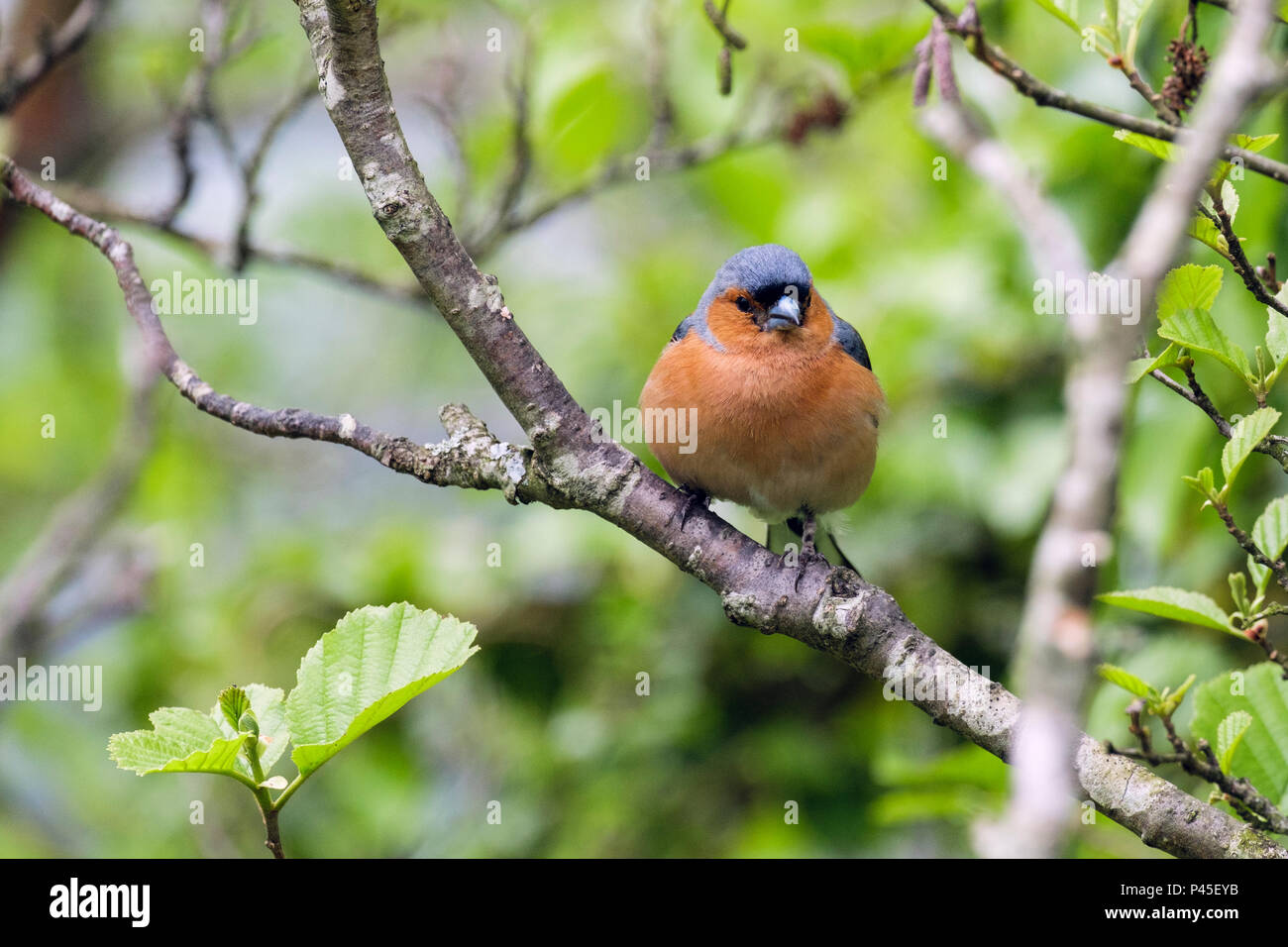 British natura un maschio comune (fringuello Fringilla coelebs) bird nella primavera del piumaggio in un bosco di faggi succursale in un giardino siepe. Il Galles, Regno Unito, Gran Bretagna Foto Stock
