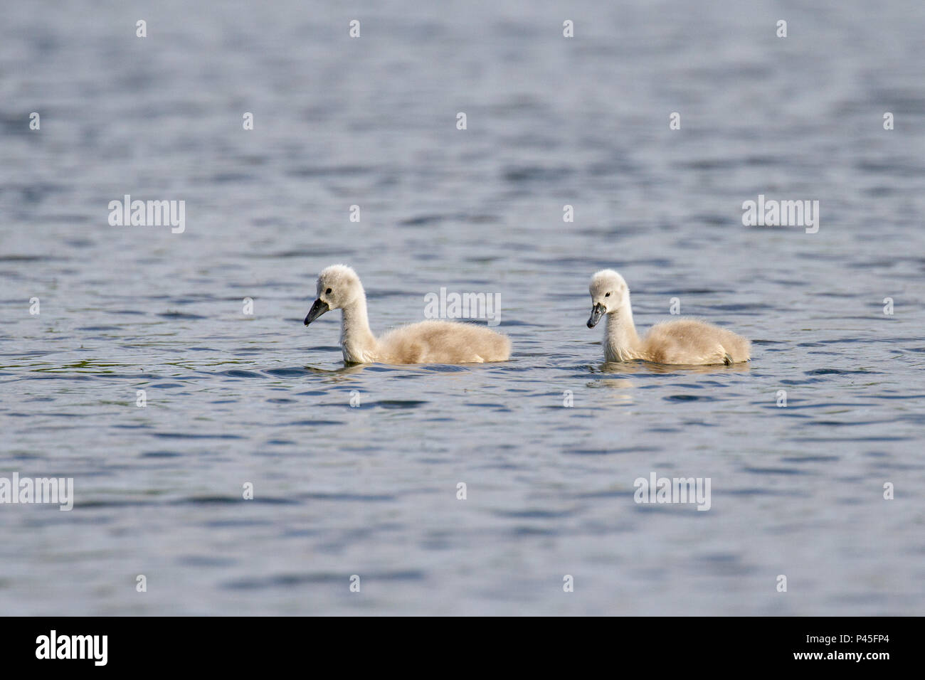 Bella giovane Cigno Cygnet (Cygnus olor) sul fiume, Marlow, Regno Unito Foto Stock