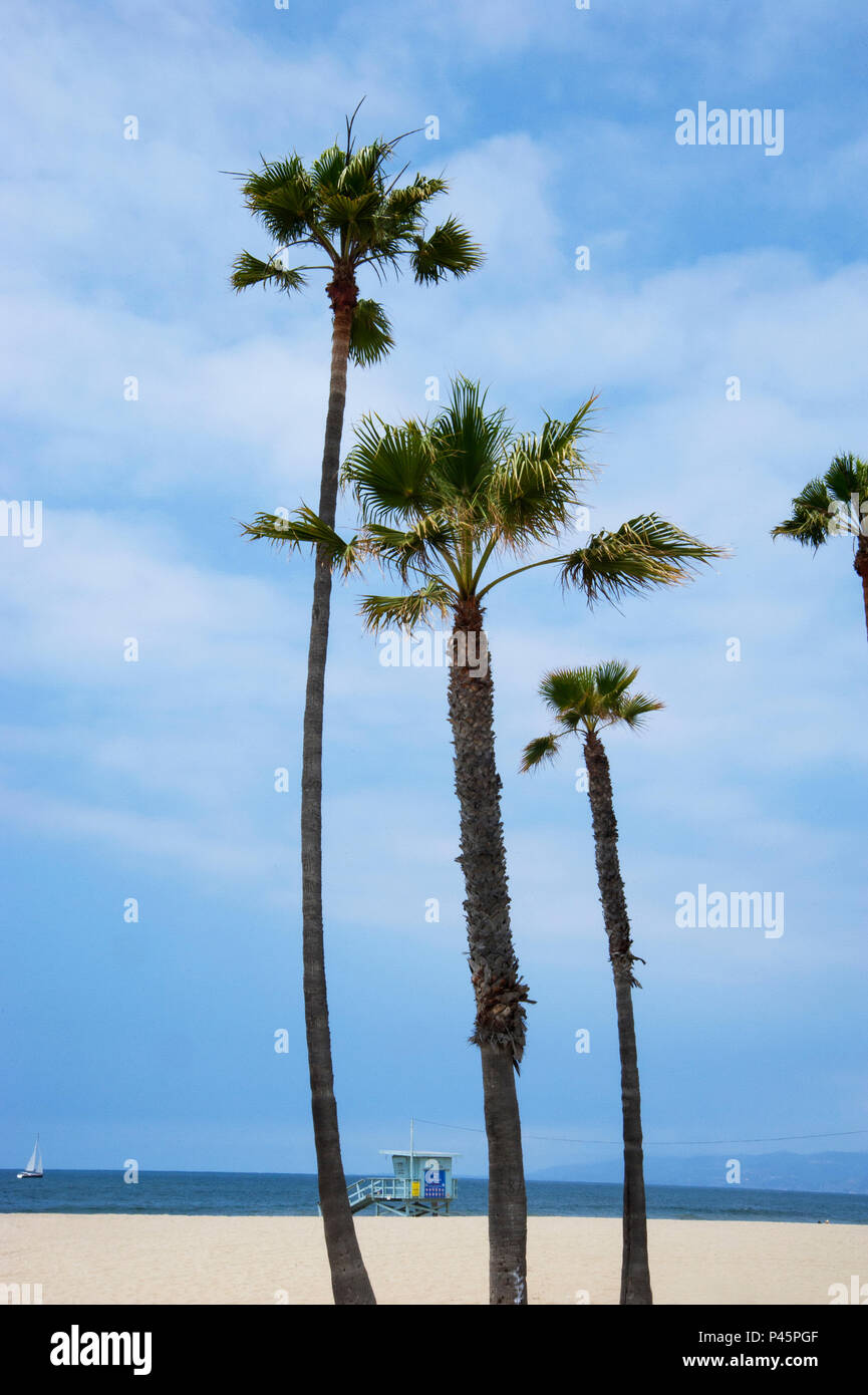Le palme a Venice Beach a Los Angeles, CA Foto Stock