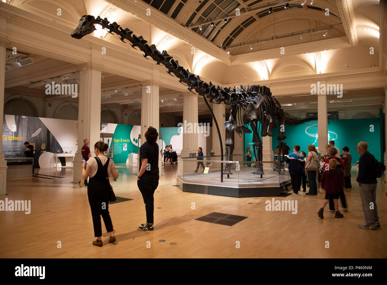 Diplodocus scheletro di dinosauro, noto come Dippy sul tour presso il municipio di Gas parte del Museo Birmingham a Birmingham, Regno Unito. Foto Stock