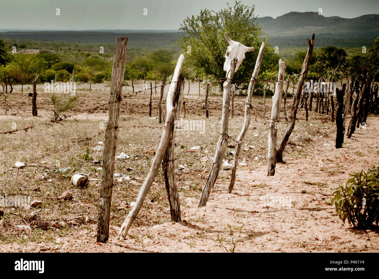 Dez/2013 Cranio de Boi em cerca na estrada entre Alagoas e Sergipe. Na foto, Sergipe. Caatinga. Seca da caatinga. Tag: Caatinga, seca, sertÃ£o, Sergipe, nordeste, paisagem, montanha, solidÃ£o, abandono, sozinha, ferias, passeio, turismo, Estrada, caminho, bucolico, bucolica, morte, boi, cranio, cabeÃ§a de boi, cerca, cercado, fazenda. Foto: Anna Carolina Negri/Fotoarena Foto Stock