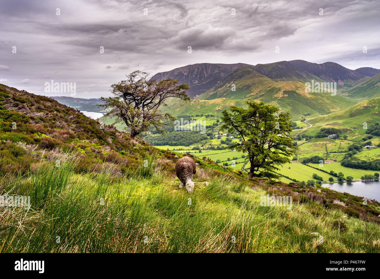 Herdwick sfiora sul vecchio Burtness, Lake District. Foto Stock
