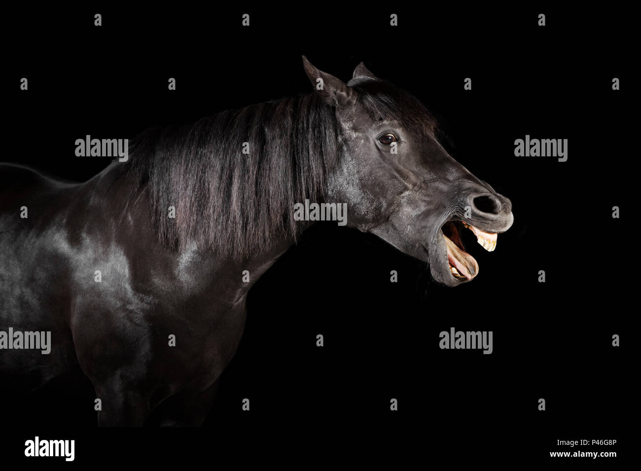 Un cavallo nero nella parte anteriore del fondo nero in studio Foto Stock