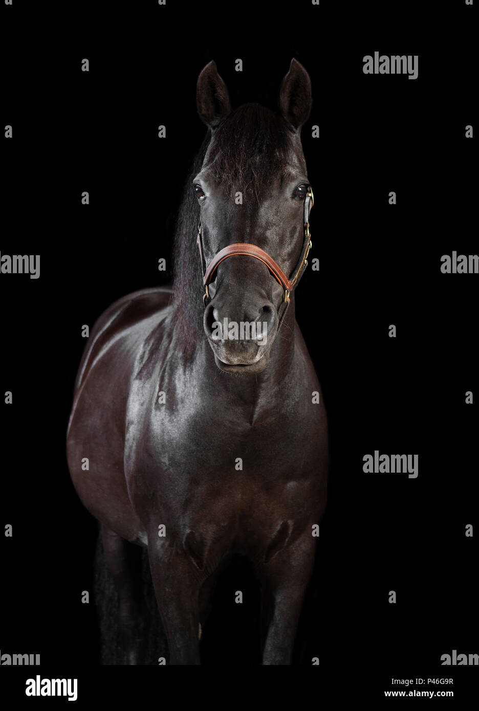Un cavallo nero nella parte anteriore del fondo nero in studio Foto Stock