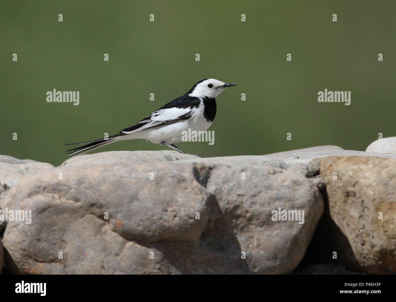 Wagtail cinese (Motacilla alba leccopsis) maschio adulto in piedi sul muro di pietra...anche Amur W. vicino a Pechino, Cina Maggio 2011 Foto Stock