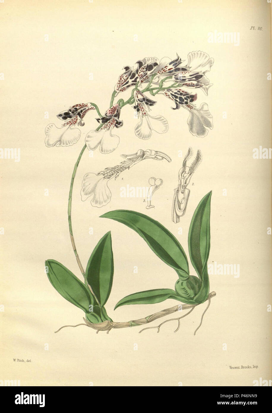 110 un secondo secolo di piante orchidacee (8360481939). Foto Stock