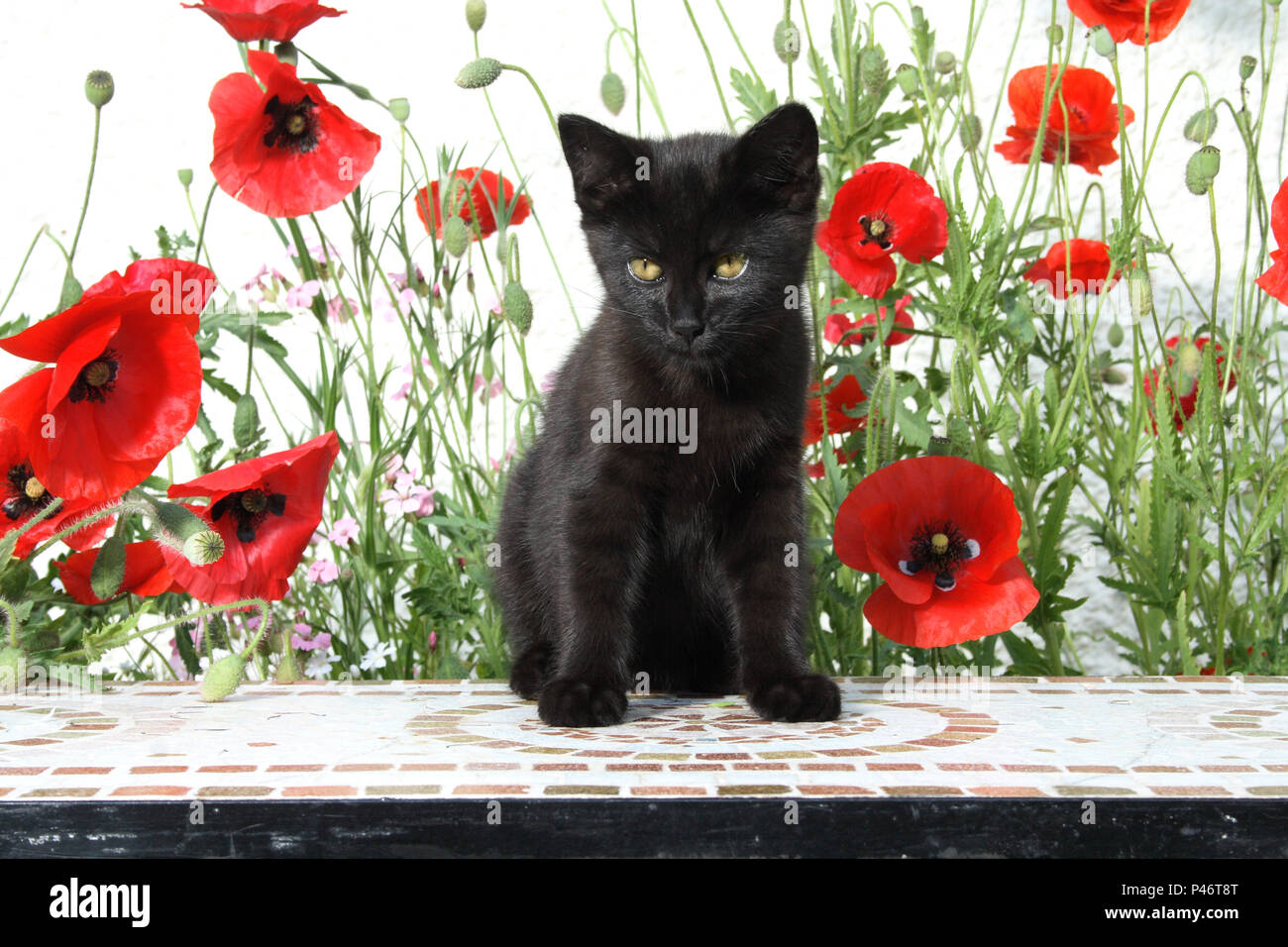 Gattino nero, 8 settimane di età, seduta compreso papaveri selvatici Foto Stock