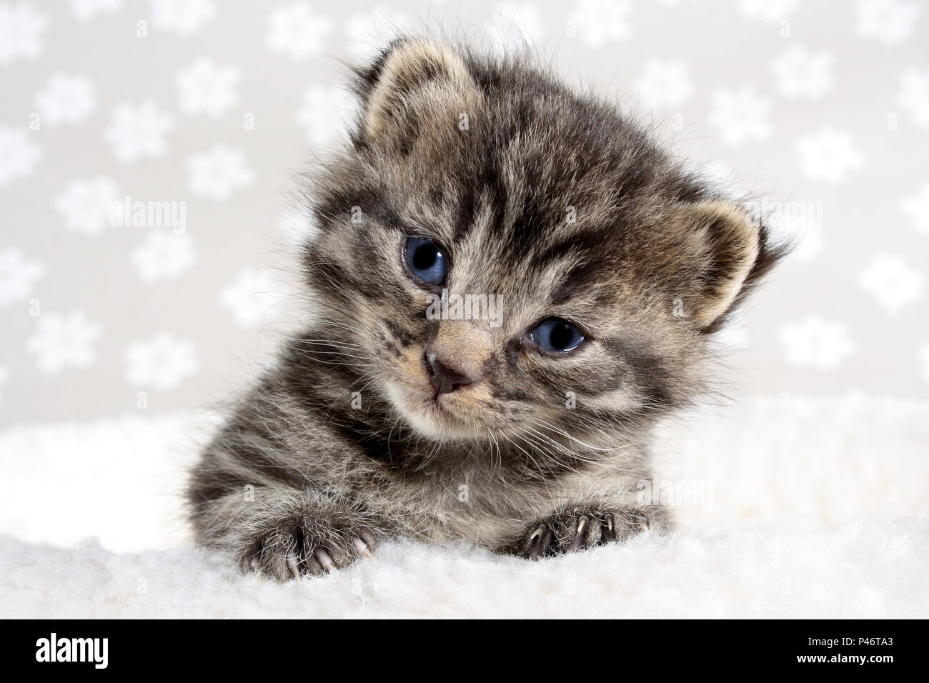 Carino gattino baby, 2 settimane di età, nero tabby Foto Stock