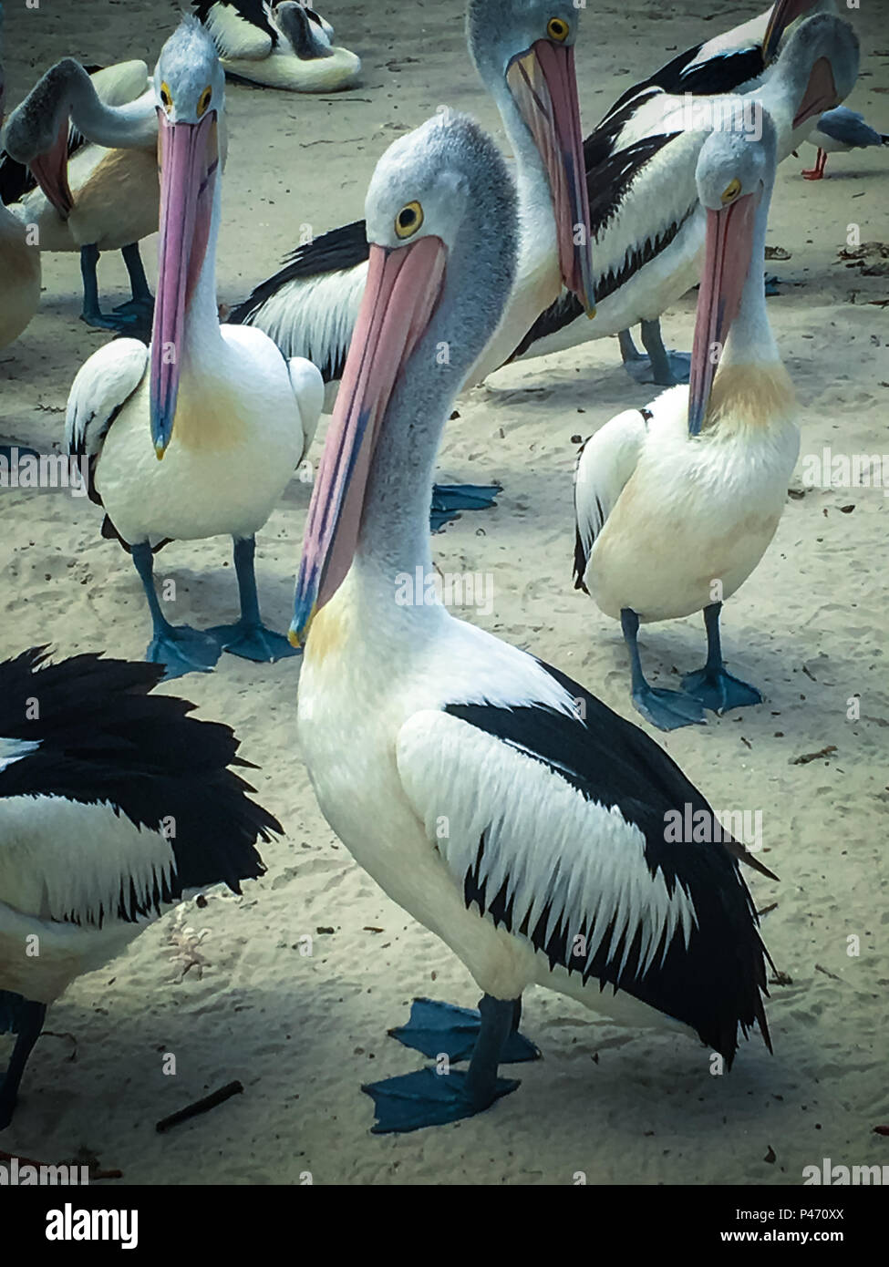 Pelican grande uccello di acqua Foto Stock