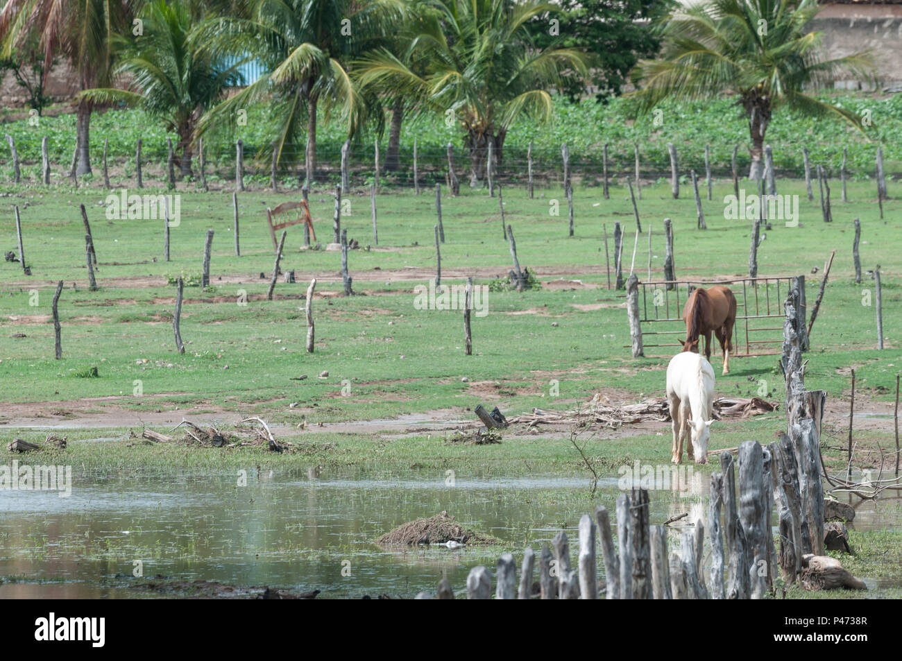 GUANAMBI, BAHIA - 20/12/2014: LOCAIS E PAISSAGENS DO MUNICÍPIO DE GUANAMBI - Animali pastando. (Foto: Mourão Panda / Fotoarena) Foto Stock