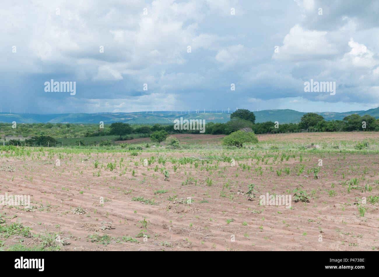 GUANAMBI, BAHIA - 20/12/2014: LOCAIS E PAISSAGENS DO MUNICÍPIO DE GUANAMBI - Plantação. (Foto: Mourão Panda / Fotoarena) Foto Stock