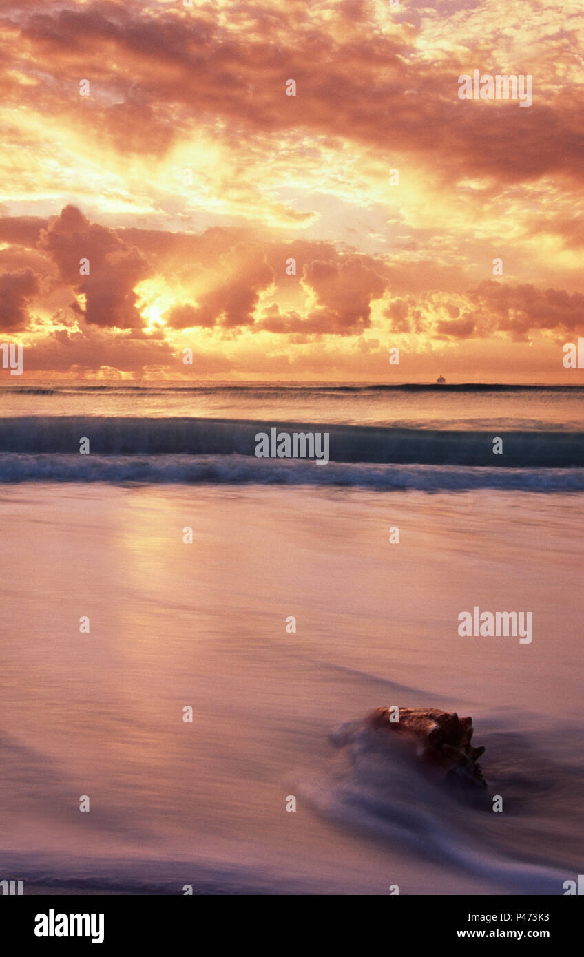 Playa del Carmen, Messico; conchiglia sulla spiaggia di sunrise Foto Stock