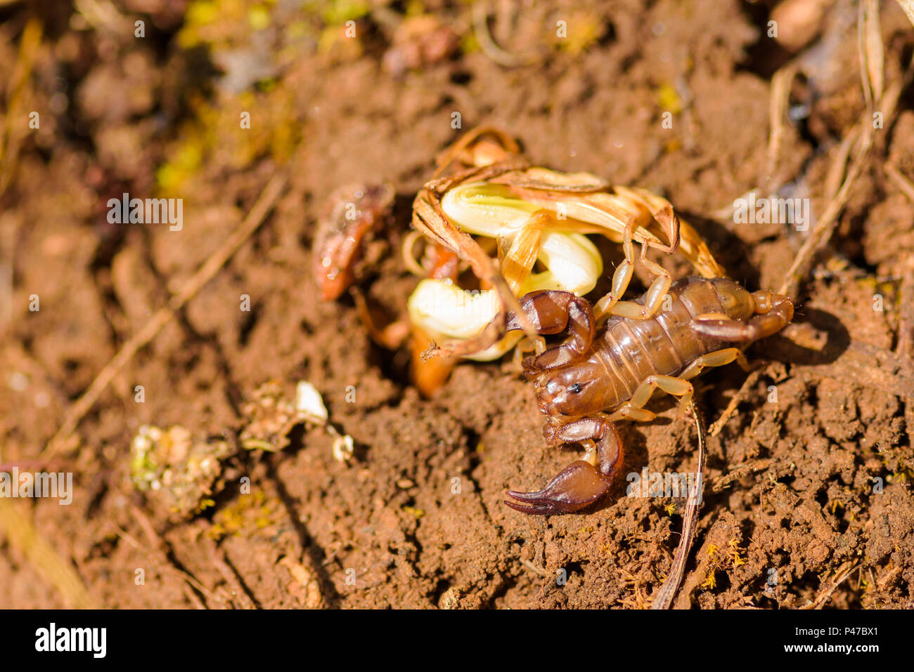 Euscorpius è un genere di scorpioni, comunemente chiamato piccolo legno-scorpioni. Esso contiene attualmente 17 specie ed è il tipo di genere della famiglia Euscorp Foto Stock