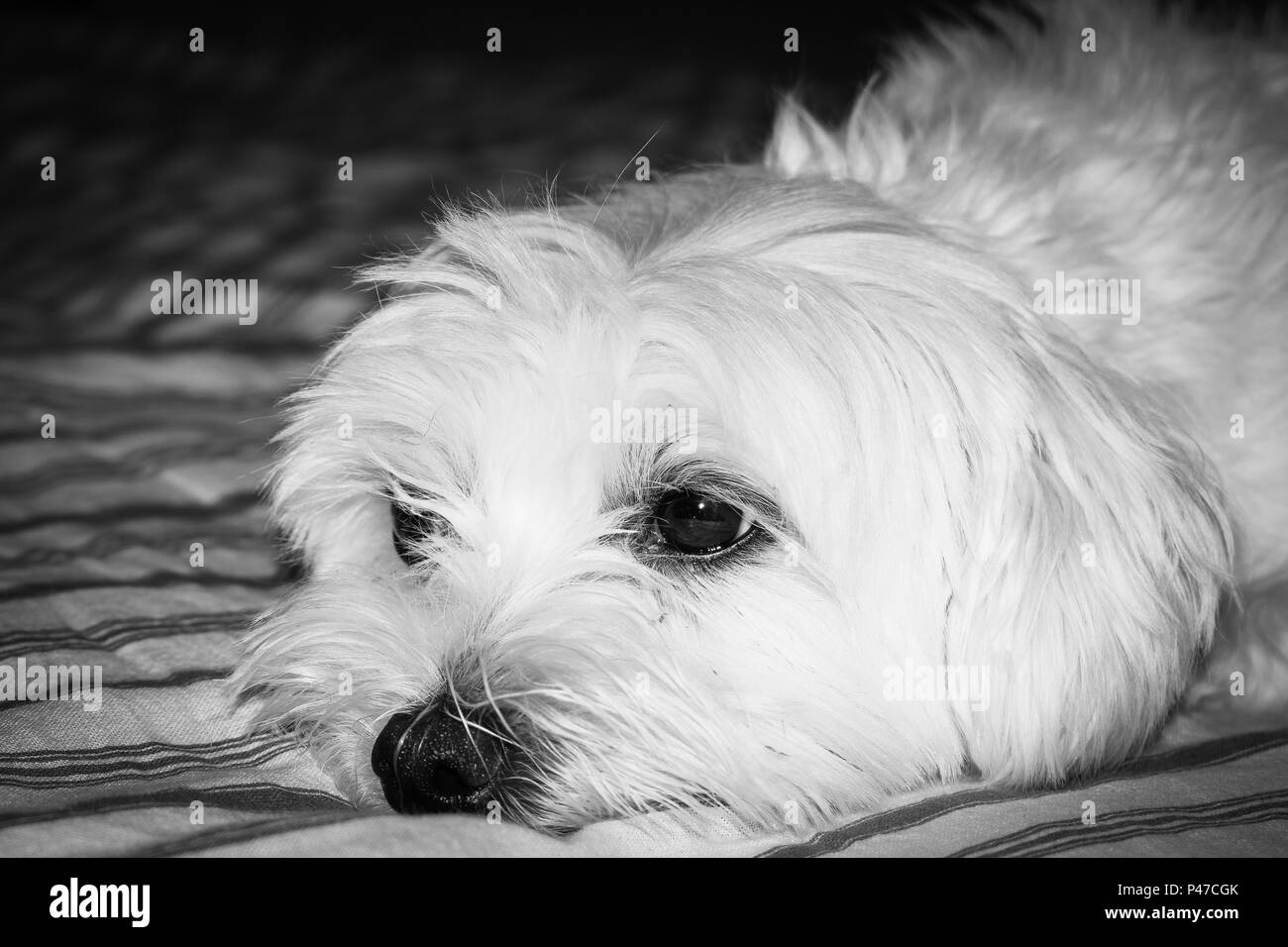 Il Maltese cucciolo pomeriggio leasure dreaming Foto Stock