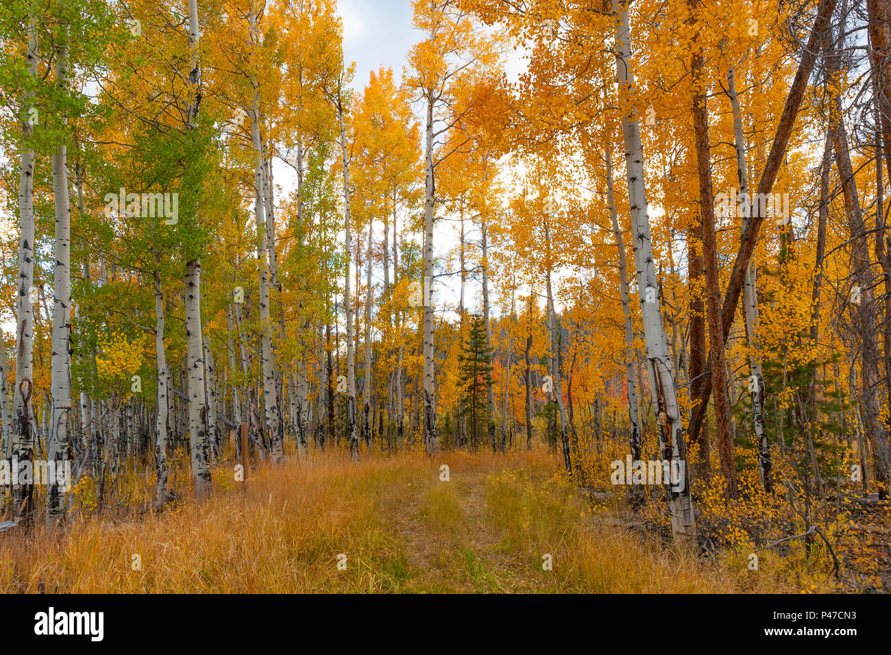 Il picco della caduta di aspen produce colori multible sfumature di giallo che semplicemente disegna il tuo occhio a questo Rocky Mountain prato. Foto Stock