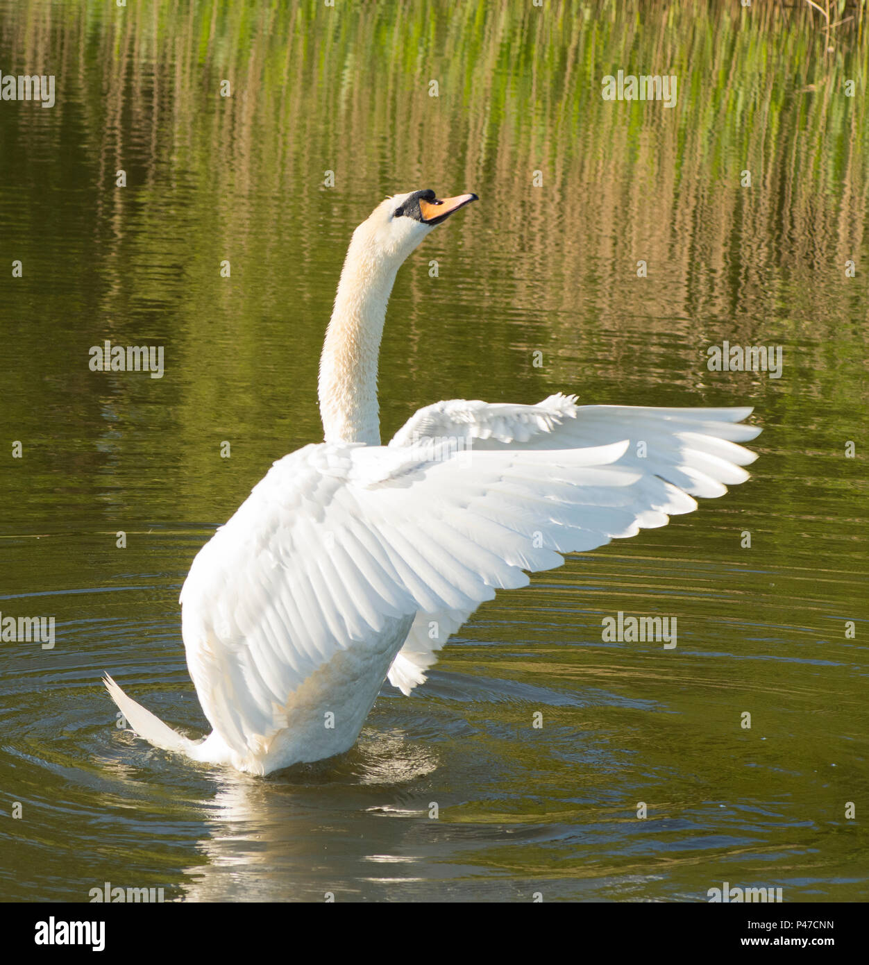 Cigno, Cygnus olor, ala maschio stretching, sbattimenti ali, Norfolk Broads, Il Fiume Ant, UK. Maggio Foto Stock