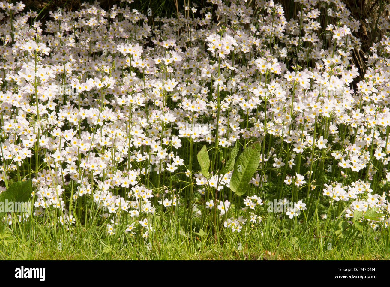 Water Violet, Featherfoil, Hottonia palustris, marginale impianto idrico, Norfolk, maggio. Foto Stock