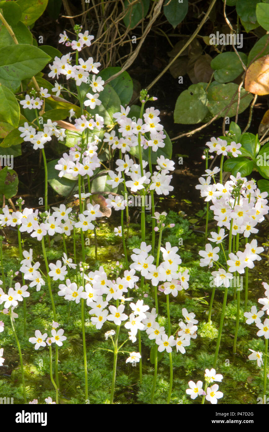 Water Violet, Featherfoil, Hottonia palustris, marginale impianto idrico, Norfolk, maggio. Foto Stock