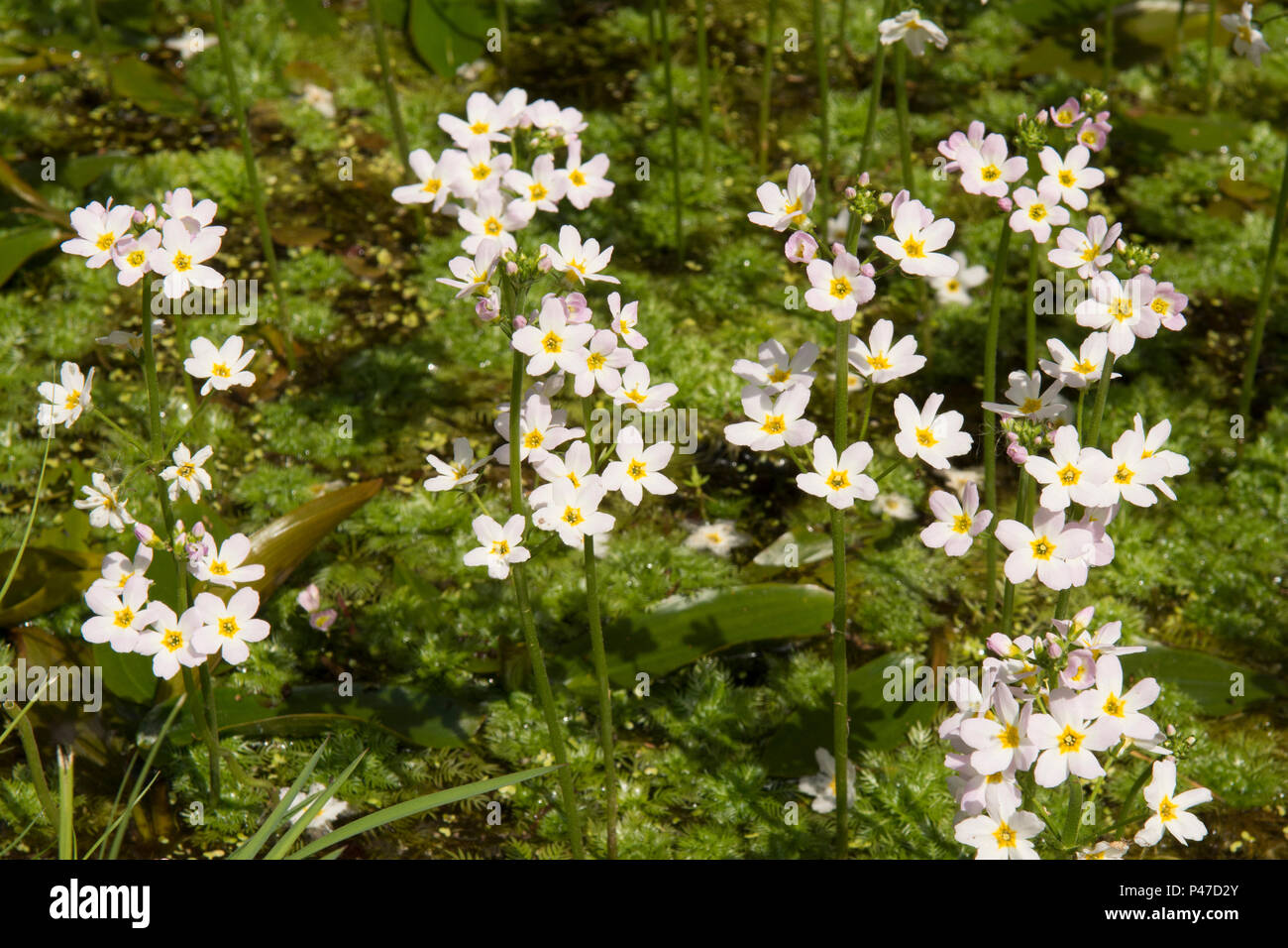 Water Violet, Featherfoil, Hottonia palustris, marginale impianto idrico, Norfolk, maggio. Foto Stock