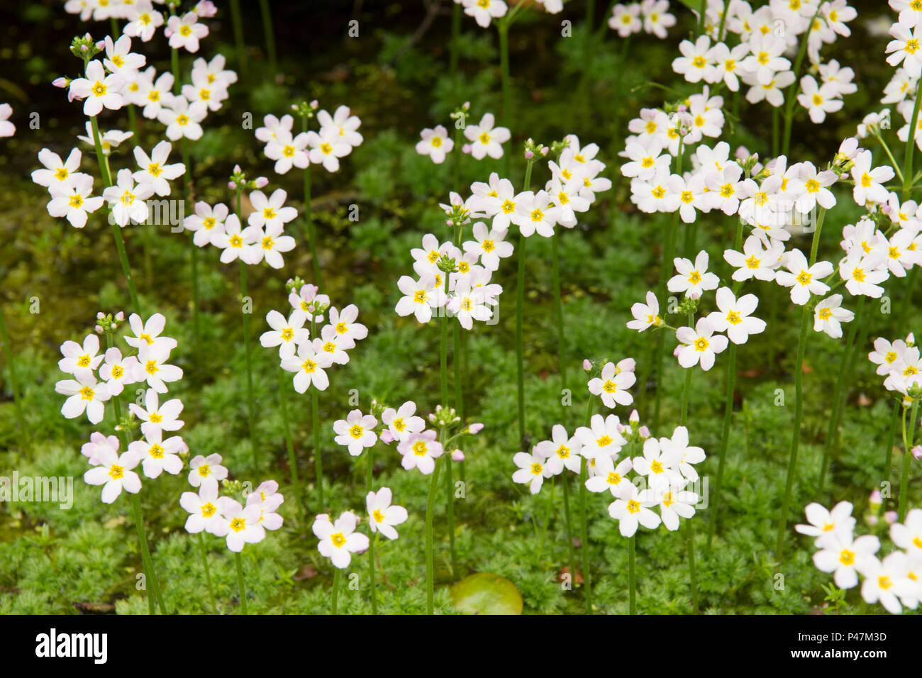 Water Violet, Featherfoil, Hottonia palustris, marginale impianto idrico, Norfolk, maggio. Foto Stock