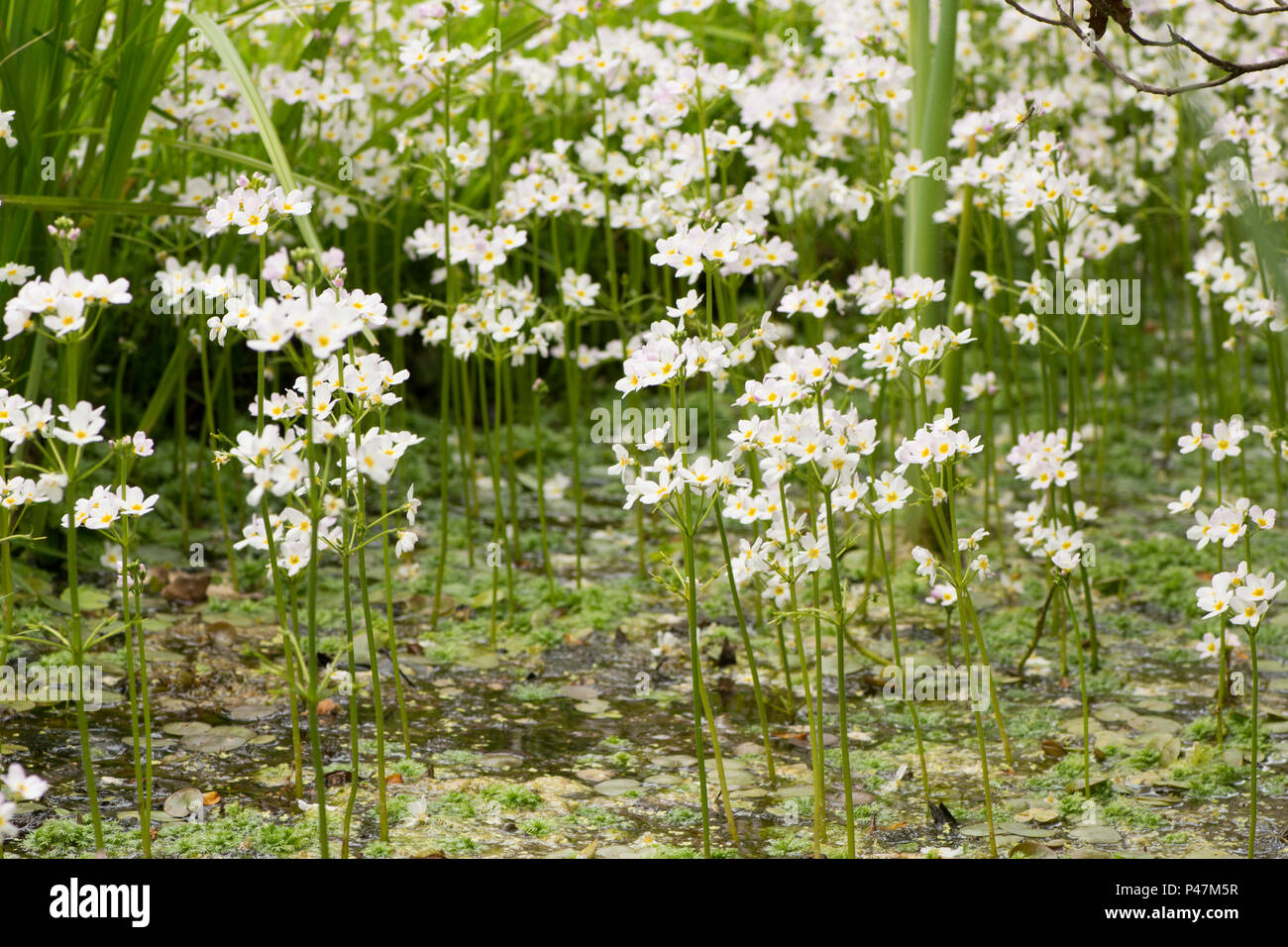 Water Violet, Featherfoil, Hottonia palustris, marginale impianto idrico, Norfolk, maggio. Foto Stock