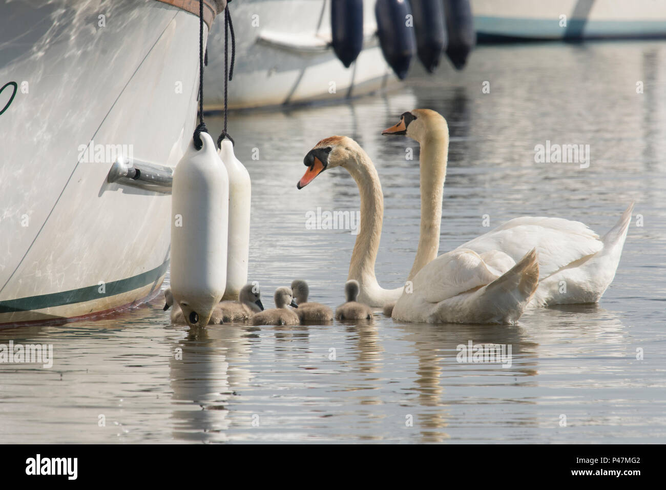Cigno famiglia, maschio e femmina giovane cygnets tra barche vacanze Elemosinare il cibo. Cygnus olor, Norfolk Broads, Il Fiume Ant, UK. Maggio Foto Stock