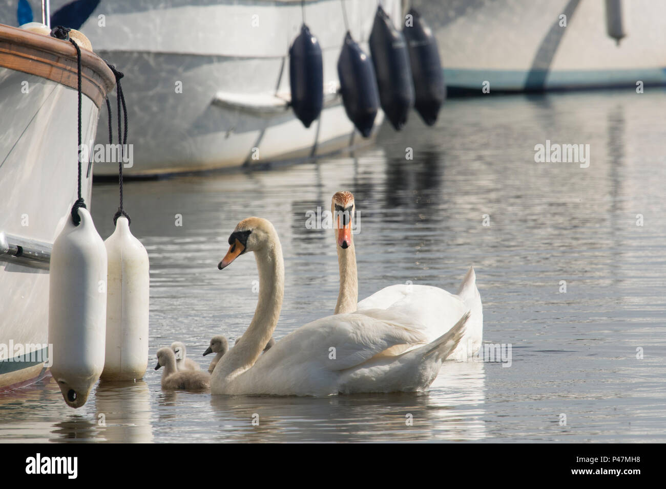 Cigno famiglia, maschio e femmina giovane cygnets tra barche vacanze Elemosinare il cibo. Cygnus olor, Norfolk Broads, Il Fiume Ant, UK. Maggio Foto Stock