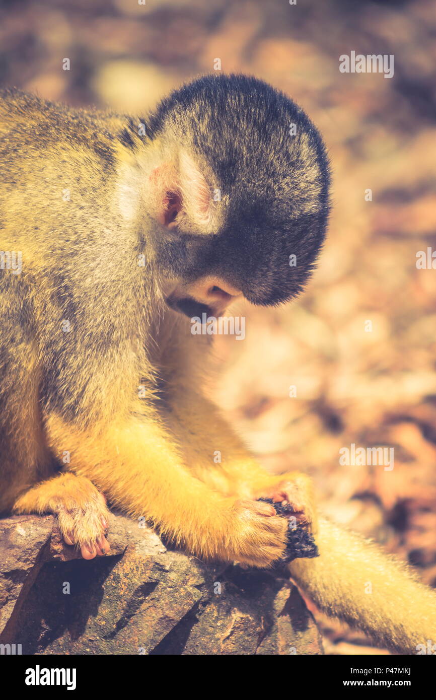 Il nero-capped Scimmia di scoiattolo (Saimiri boliviensis) è un sud americana di Scimmia di scoiattolo, trovati in Bolivia, Brasile e Perù. Foto Stock