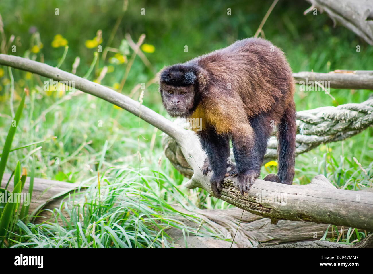 Tufted scimmia cappuccino noto anche come cappuccino marrone, nero-capped cappuccino o il pin la scimmia è un mondo nuovo primate dal Sud America. Foto Stock