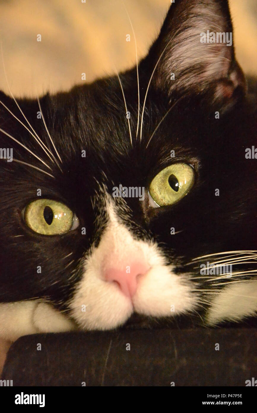 Bella espressione diversa di cat Foto Stock Bella espressione diversa di cat Foto Stock