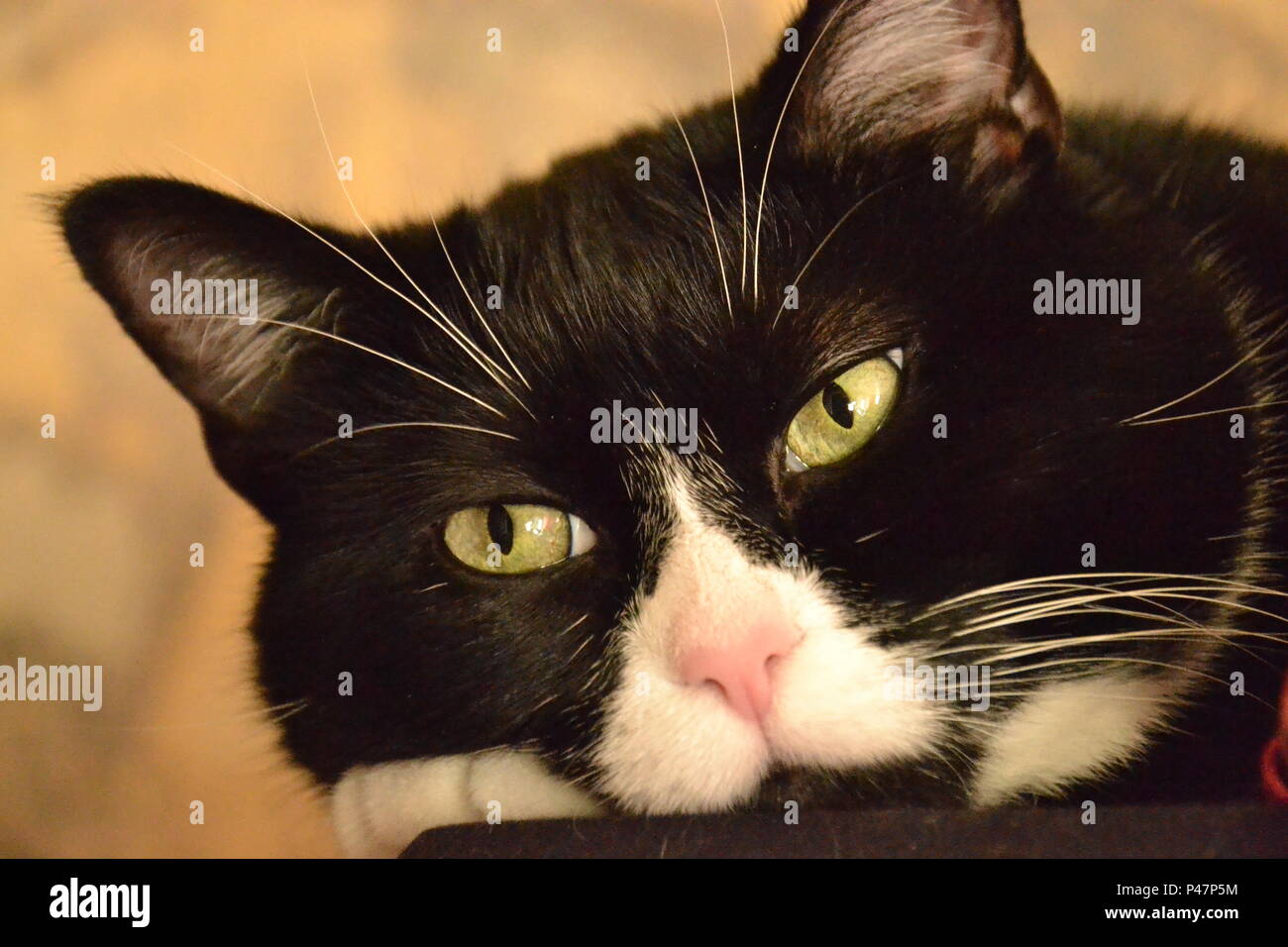 Bella espressione diversa di cat Foto Stock Bella espressione diversa di cat Foto Stock